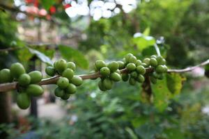 Coffee tree with raw arabica coffee bean in coffee plantation photo
