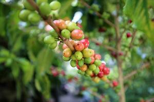 Coffee tree with raw arabica coffee bean in coffee plantation photo