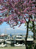 19 de abril 2023 - Estanbul, Turquía - Cereza flores en contra el fondo de amarrado yates, bósforo y Estanbul foto