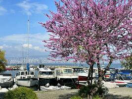 19 de abril 2023 - Estanbul, Turquía - Cereza flores en contra el fondo de amarrado yates, bósforo y Estanbul foto