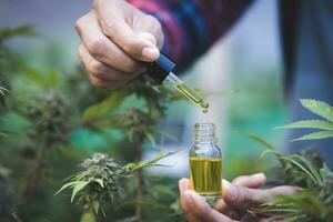 cbd cáñamo aceite, mano participación botella de canabis petróleo en pipeta. cbd cáñamo aceite, médico marijuana petróleo concepto foto