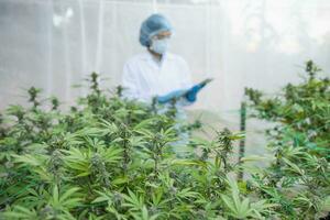 Professional researcher working in hemp field, Cannabis Sativa Research Concepts CBD Oil Herbal Medicines. photo
