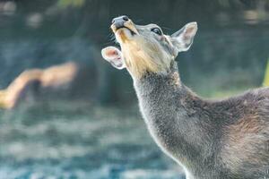 Animal - red deer outdoors photo