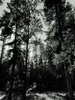 monochrome nature forest landscape photo