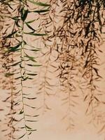 Abstract nature plant grass on wall background photo