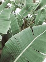 Tropical palm leaf closeup photo