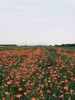 Blossom field of poppy mediterranean landscape photo