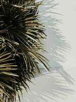 Plant tropical leaf close up shadow wall background photo