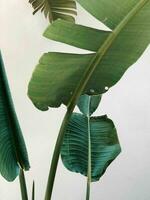 Tropical plant palm leaf close up photo