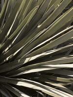 Tropical close up palm leaf mediterranean photo