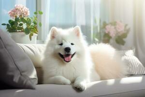 AI generated Photo of healthy dog peacefully rest on sofa. Generative AI