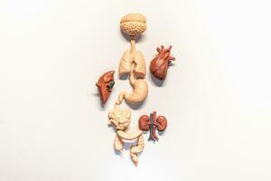 Anatomy of human internal organs for healthcare concept photo