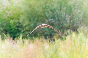 Bird Eastern Marsh Harrier Circus spilonotus in the wild photo