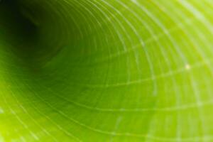 Abstract wallpaper of rolled green leaf for eco themes photo
