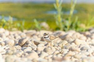 Bird in the wild with beautiful stone background outdoors ornithology theme. photo