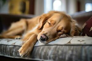 ai generado foto de sano perro pacíficamente descanso en sofá. generativo ai