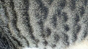 Cat fur texture, closeup of photo, can be used as a background photo