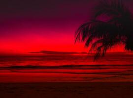 Beautiful sunset with palm trees on the tropical sea beach pink sky background photo