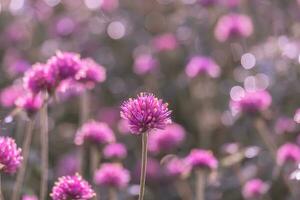 flor de amaranto rosa en el campo, hermoso crecimiento y flores en el prado que florece en la mañana. pastel suave en el fondo del bokeh de la naturaleza foto