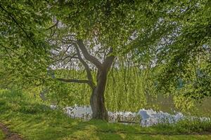 Picture of a weeping willow with fresh green leaves at a pond in backlight photo