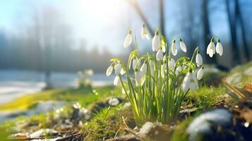 AI generated Snowdrops bloom in the forest. Spring flowers. photo