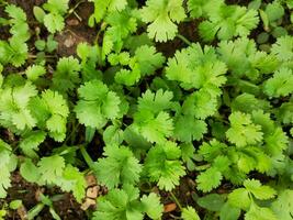 Coriander plant in vegetables garden. photo