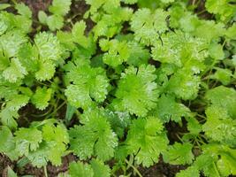 Coriander plant in vegetables garden. photo