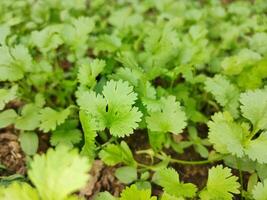 Coriander plant in vegetables garden. photo