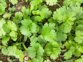 Coriander plant in vegetables garden. photo