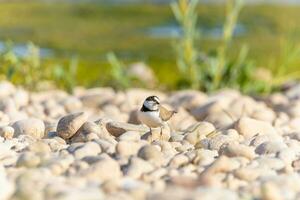 Bird in the wild with beautiful stone background outdoors ornithology theme. photo