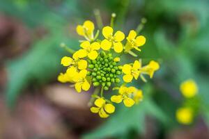 Flower photography beautiful landscape background screensaver photo