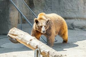 Brown bear in the city zoo photo