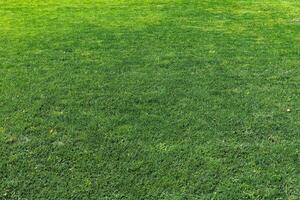 Lawn with green grass in the form of a lawn photo