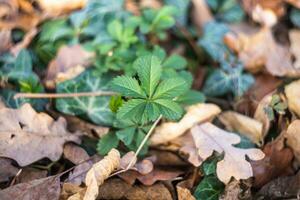 natural salvapantallas y antecedentes con otoño tema y estacional colores paisaje foto