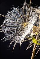 Abstract background screensaver closeup of dandelion flower and its seeds photo