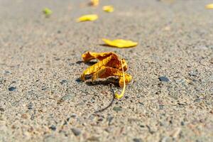 experiencia el encantador belleza de naturaleza en otoño como árbol ramas ven viva con vibrante matices de amarillo y marrón foto