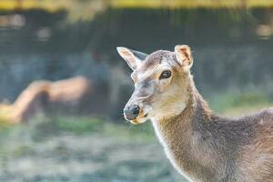 Animal - red deer outdoors photo