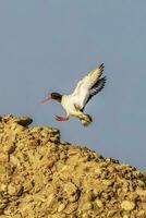 Background with a beautiful bird in the wild. photo