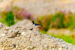 Bird in the wild with beautiful stone background outdoors ornithology theme. photo