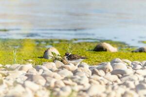 Bird in the wild with beautiful stone background outdoors ornithology theme. photo