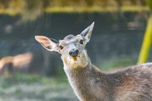 Animal - red deer outdoors photo