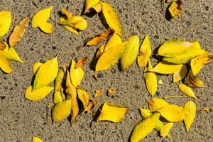 Experience the enchanting beauty of nature in autumn as tree branches come alive with vibrant hues of yellow and brown. Capture the mesmerizing closeup of seasonal leaves photo