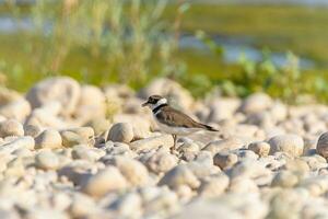 Bird in the wild with beautiful stone background outdoors ornithology theme. photo