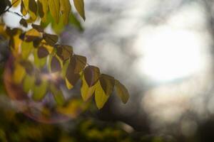 Natural screensaver and background with autumn theme and seasonal colors landscape photo