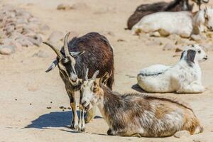 Animals - goats walking outdoors photo