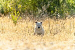 Dog breed Jack Russell Terrier in nature in the wild photo