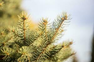 Coniferous spruce tree with needles for Christmas decoration close-up. photo