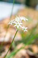 Flower photography beautiful landscape background screensaver photo