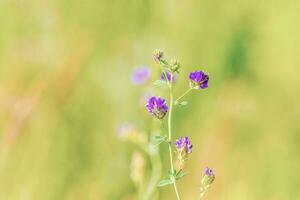 Background with a plant for screensaver or other needs photo