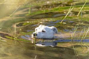 Dog breed Jack Russell Terrier in nature in the wild photo